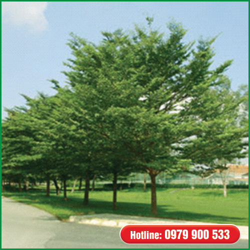 Cây Bàng Đài Loan