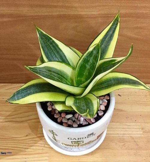 Cây Văn Phòng - cây lưỡi hổ