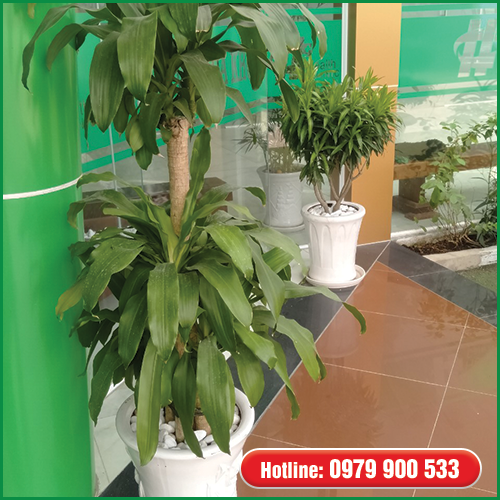 Cây Văn Phòng- Cây Phát Tài Cột