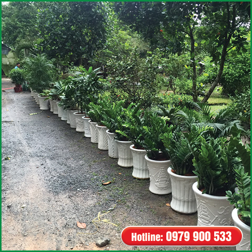 dịch vụ cung cấp cây và cho thuê cây văn phòng