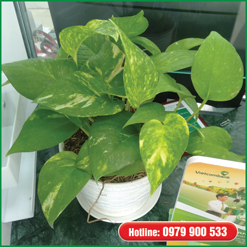 Cây Văn Phòng - Trầu Bà Vàng