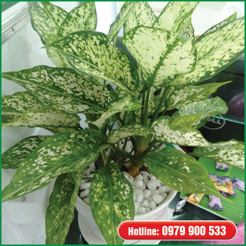 Cây Văn Phòng- Cây Phát Tài Cột