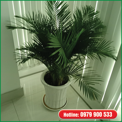 Cây Văn Phòng - cây cau vàng