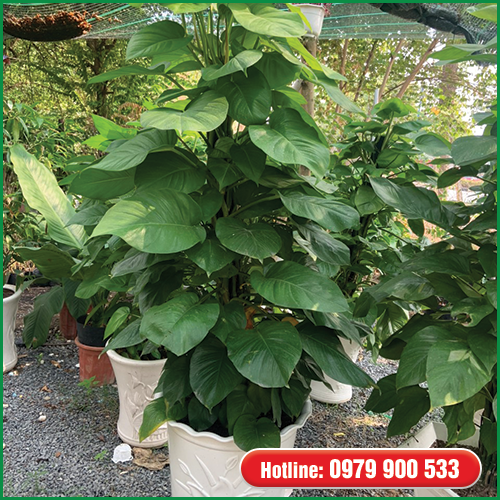 Cây Văn Phòng - Trầu bà leo cột