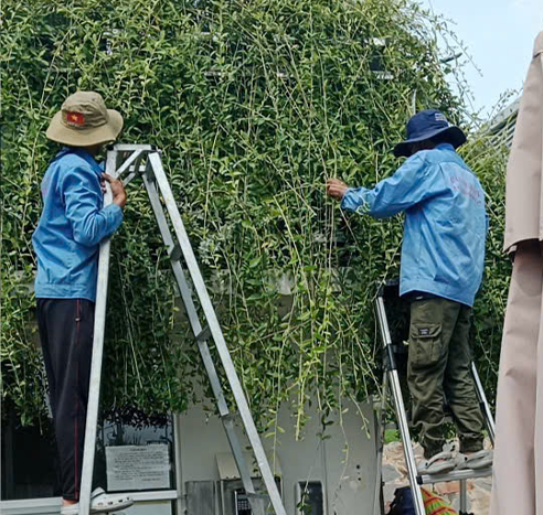 dịch vụ bảo dưỡng chăm sóc cây xanh